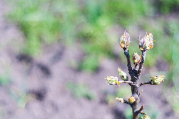 First young fresh green leaves on branch of pear in spring