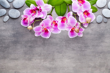 Fototapeta na wymiar Beauty orchid on a gray background. Spa scene.