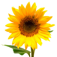 Naklejka premium Flower of sunflower isolated on white background