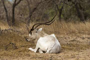 Addax, Addax nasomaculatus