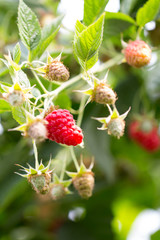 Organic ripe red raspberries on the bush.