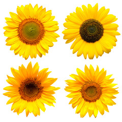 Fototapeta premium Sunflowers head collection on the white background