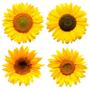 Sunflowers head collection on the white background