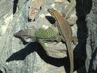 eidechsen