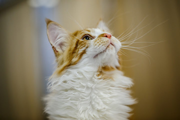 Afraid homeless alone cat with frightened look, lying on cage in shelter waiting for home, for...