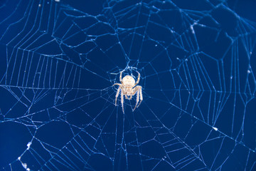 Spider waiting for its prey on the web