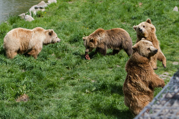 Braunbären beim Fressen