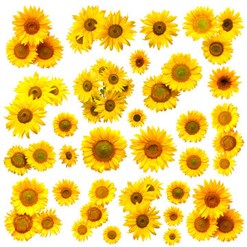 Sunflowers collection on the white background