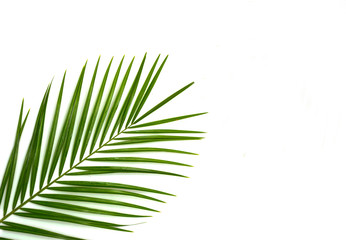 exotic palm leaves  on a white background