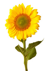 Obraz premium Flower of sunflower isolated on white background. Seeds and oil. Flat lay, top view