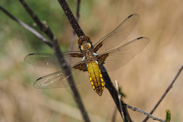 Plattbauch (Libellula depressa)