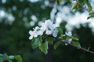 appletree flower
