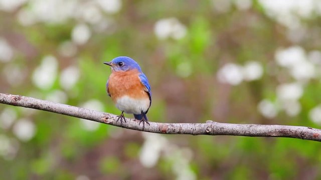 Eastern Bluebird (Sialia sialis) male perched looking around