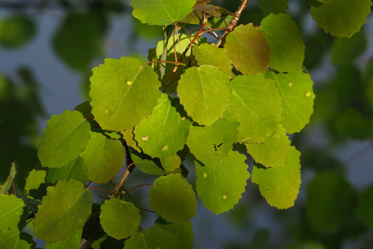 Zitter-Pappel (Populus tremula)