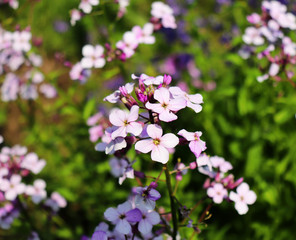 Naklejka premium Night flowers violet spring gentle Matthiola longipetala background known as night-scented stock or evening stock. Flower especially grown for a beautiful evening and night scent. Nature concept.
