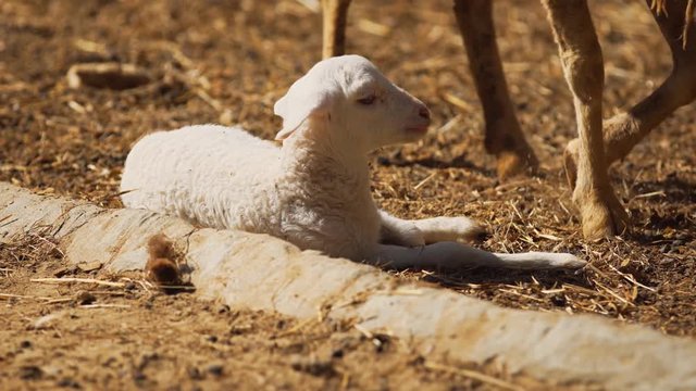 Mother Ewe Wakes up Young Lamb on a Farm