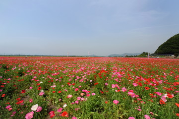 ポピー畑