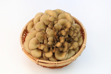 舞茸