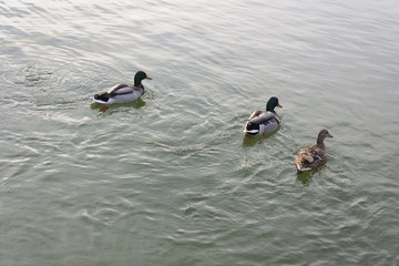 Ducks and Seagulls, Paris.