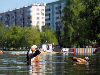 Fototapeta na wymiar Beautiful red ducks swim in the city pond