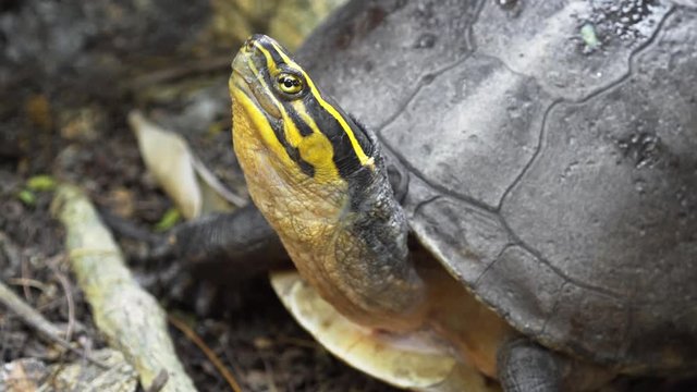 Southeast Asian Box Turtle Posing for Camera
