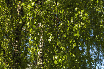 Birch with green sheet