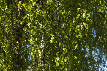 Fototapeta premium Birch with green sheet