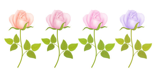 Set of Roses Flowers. Vector illustration