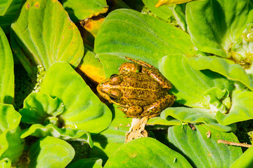 Botanical garden in Funchal, Madeira island, Portugal