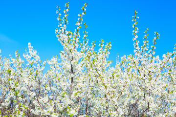 Beautiful cherry blossom trees and blue sky