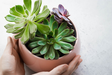 Woman's hands holding Three type of Echeveria Succulent in a pot on white marble background. Stylish and simple plants for modern desk.