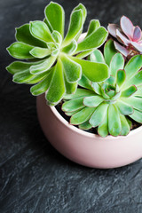 Three type of Echeveria Succulent in a pot on black slate background. Stylish and simple plants for modern desk