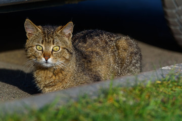 a portrait of a homeless cat
