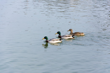 Ducks and Seagulls, Paris.