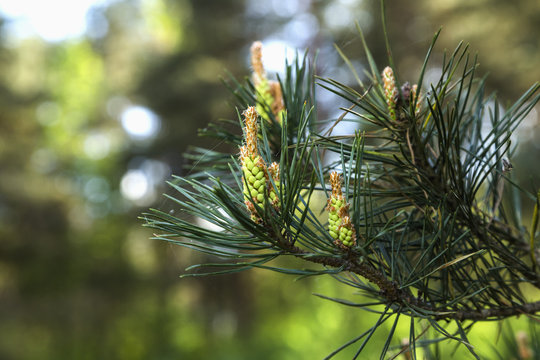 Flowers of the pine