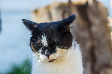 Fototapeta premium a portrait of a homeless cat