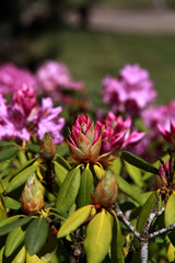 Obraz premium Rhododendron