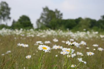 Margeriten auf einer Blumenwiese