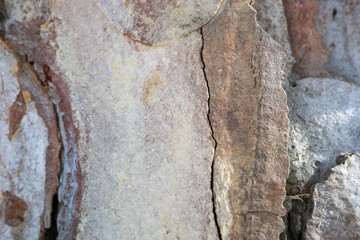 The image of a tree bark ..