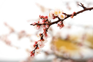 Apricot blossom in spring, white background.