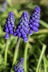 grape Hyacinth