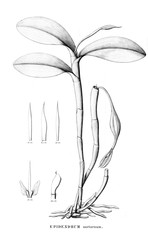 Illustration of plant