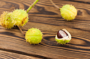 Prickly green chestnut on twig and one broken chestnut on old wooden rustic brown table