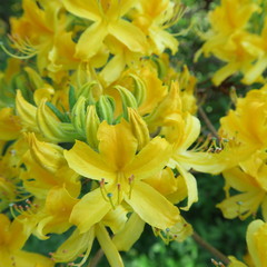 Fototapeta premium many small yellow rhododendron flowers on a large shrub