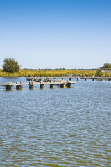 The Comacchio valleys are known worldwide for eel fishing - UNESCO protected area (Ferrara city -...
