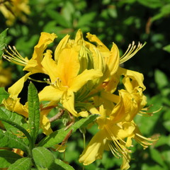 many small yellow rhododendron flowers on a large shrub