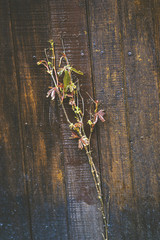 Vintage and retro flowers on brown boards.