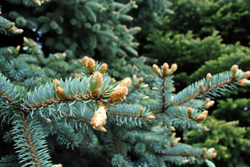 Green-blue pine twigs with needles and new brown buds, soft blurry background