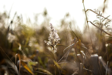 Fototapeta premium Dried blades of grass in the meadow at sunset.