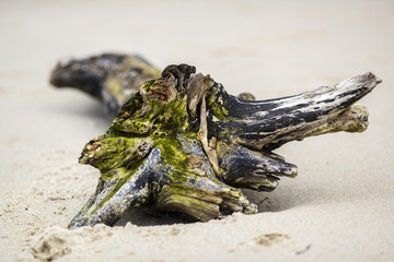 A piece of wood on the beach, a maritime landscape.